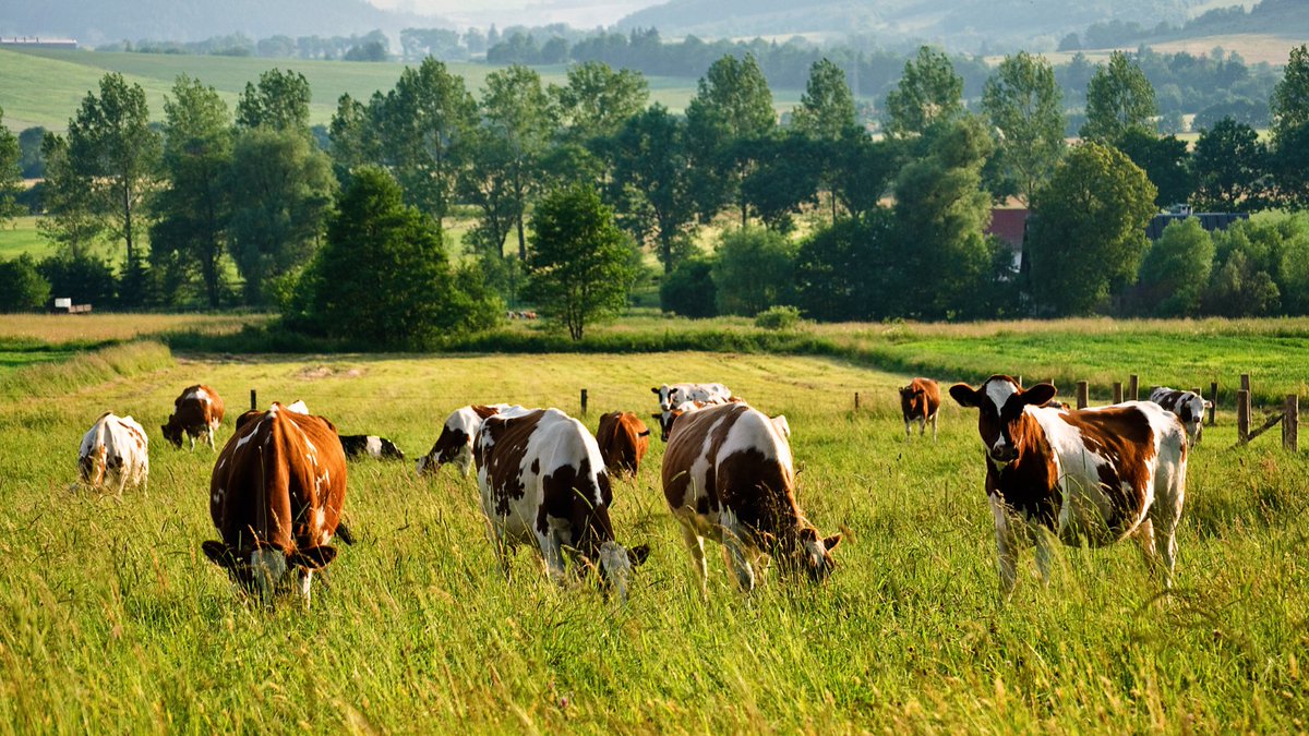 Exciting news! Agriculture and Agri-Food Canada launches the Methane Reduction Challenge to cut emissions from cattle. $12M in funding for innovative, scalable solutions. Let's build a greener future! #Methane #Agriculture 🌾🌱

ow.ly/4vYJ50QzlZS