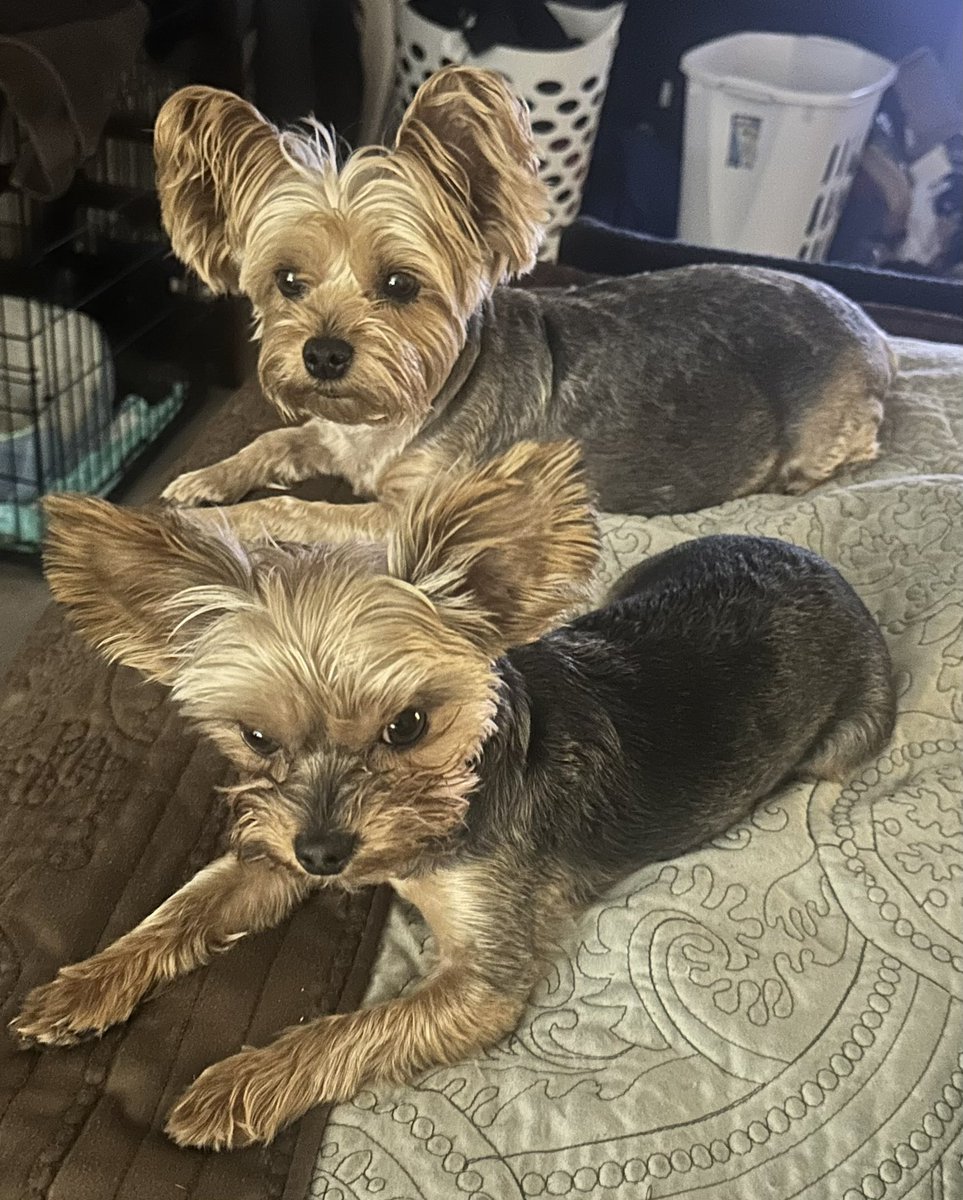 MannyP71's tweet photo. @CruiseRadio I believe Cunard allows pets. I saw a video where they have dog walkers to take them on potty breaks. Pretty cool! I wish I could bring my two yorkies on a cruise! Lol! 🛳️🐶❤️ https://t.co/Uy7fTlBQCp