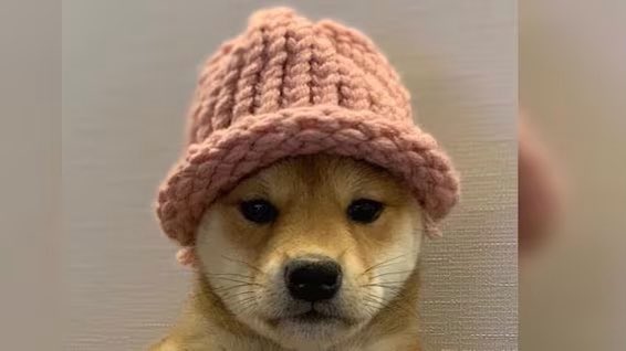 Sold all my $pepe for $Wif after looking at the data. The dog has a hat, what more is needed?