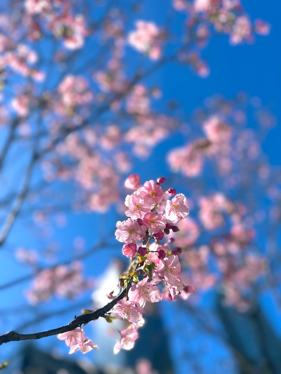 TheaMatins's tweet photo. 🌸 Step into a realm of breathtaking beauty as cherry blossoms paint the town in hues of pink and white 🤍 Witness the magic of sakura season unfolding before your eyes! 🌸 #SakuraSeason #CherryBlossoms #NaturesSplendor #NaturePhotography #CherryBlossoms
📸 by @TheaMatins https://t.co/z3TTWJ1xLq