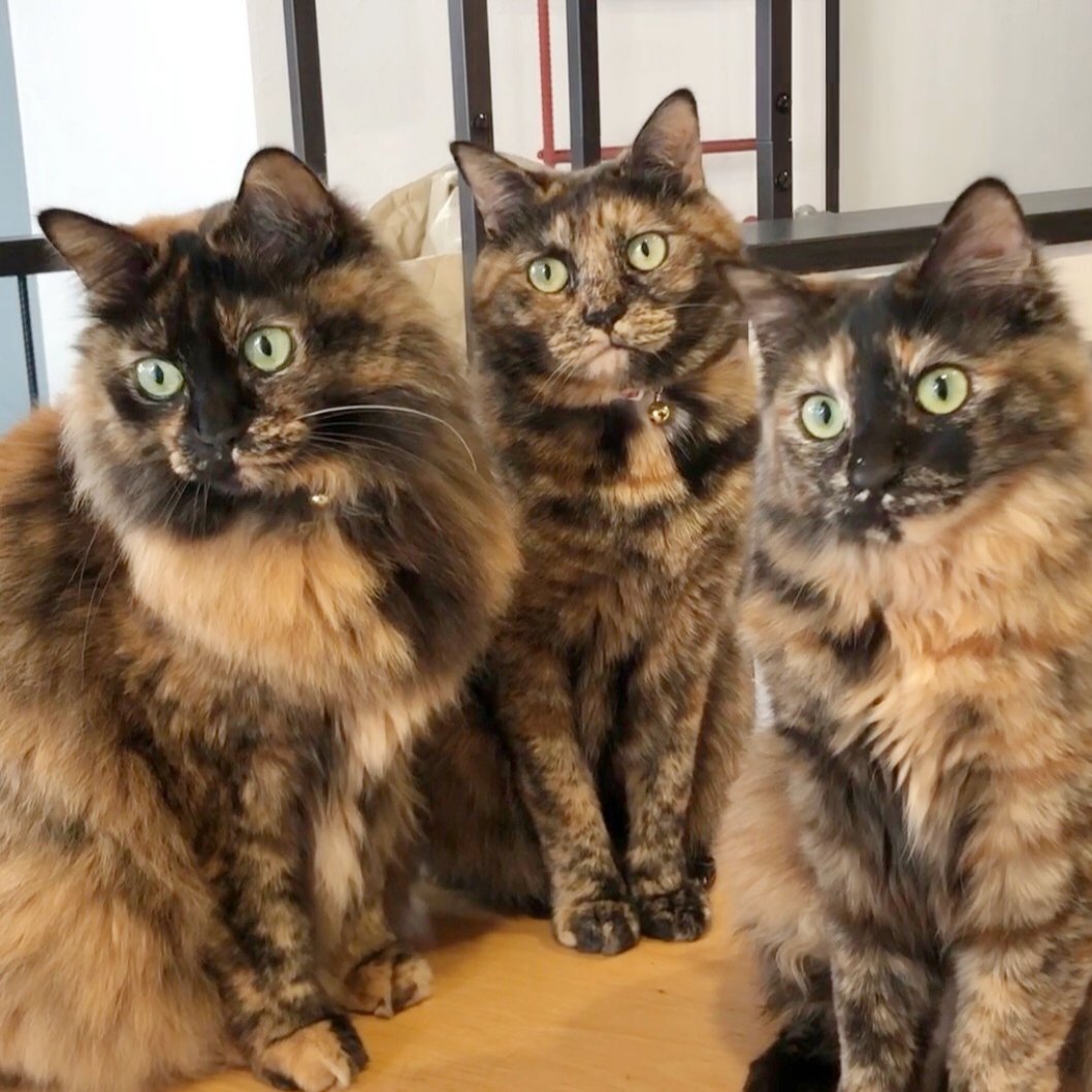 猫姉妹 サビ猫三姉妹 on X: 