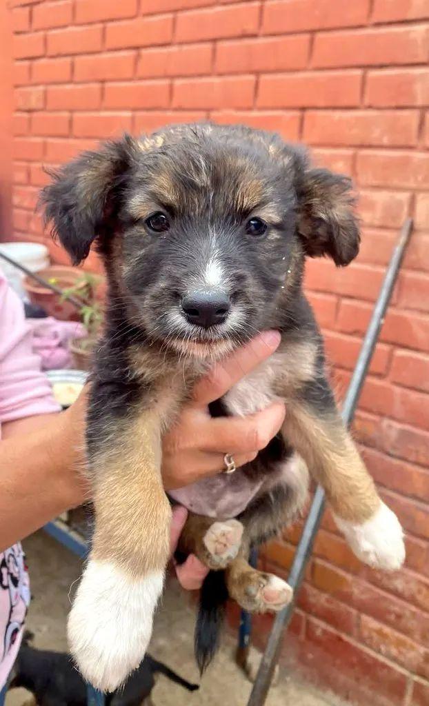 AnimalParaiso's tweet photo. Lindos cachorritos en adopción, tienen mes y medio de edad y se pueden entregar en la ciudad de #Viña del Mar.

Contacto directamente al WhatsApp 996316368. https://t.co/ydSudGkSWw