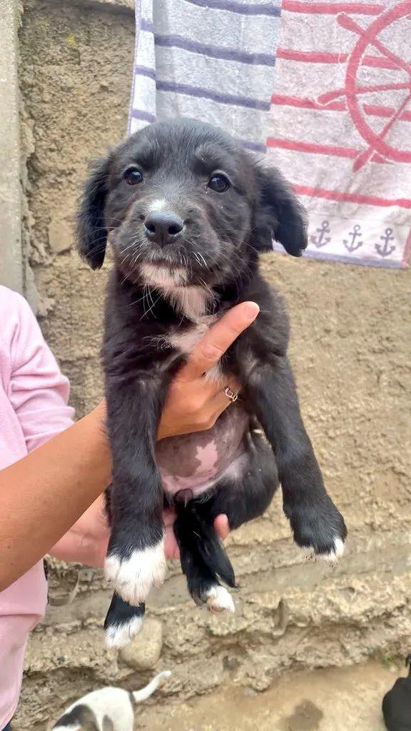 AnimalParaiso's tweet photo. Lindos cachorritos en adopción, tienen mes y medio de edad y se pueden entregar en la ciudad de #Viña del Mar.

Contacto directamente al WhatsApp 996316368. https://t.co/ydSudGkSWw