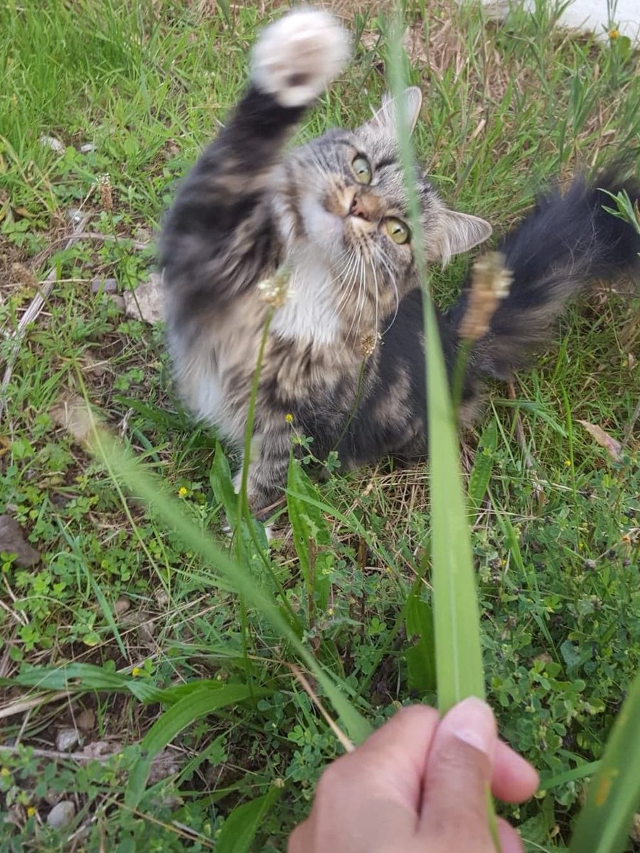 PickyVitie's tweet photo. Picky McVitie, that's my name; I love my mom but drive her insane; I like to play and love to eat; I'm a little bit naughty but so very sweet https://t.co/YSzEbTSHlS