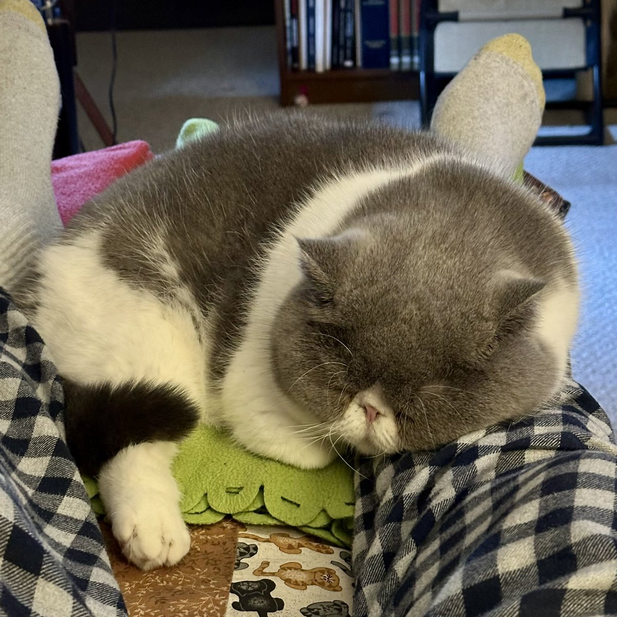 Kevin Bows 🐈🎞️🕰️ tweet media