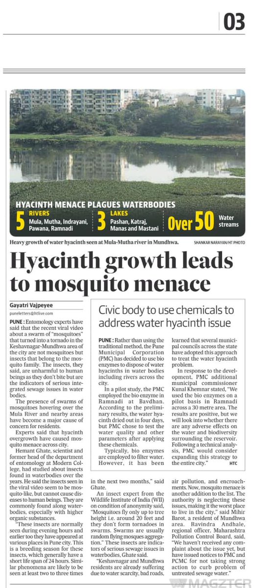 Not the Mosquitoes but other 'unharmful' insects/ flies that are seen in A #viralvideo that claimed a Mosquito Tornado over the river in the Keshavnagar - Mundhwa area. Water hyacinth is a major problem for rivers in Pune. #Maharashtra @CPCB_OFFICIAL @PMCPune @pcmcindiagovin