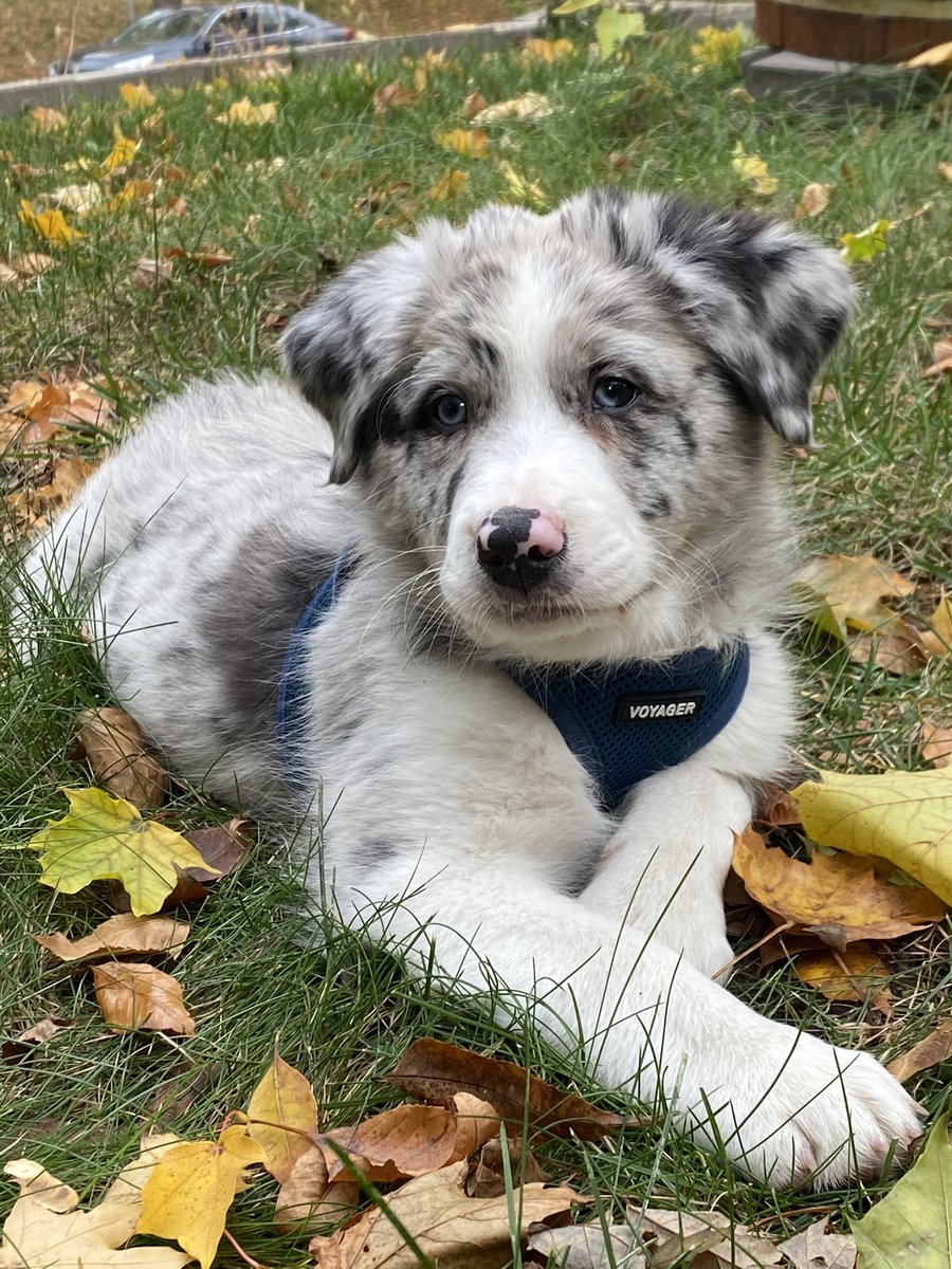 StevenStucci's tweet photo. Please Vote for Ralphie for Americas Favorite Pet

#AmericasFavoritePet #Australian #CattleDog @MVPSportPicks 

 @ https://t.co/VarKwsOtIX? https://t.co/USrjx1Ssix