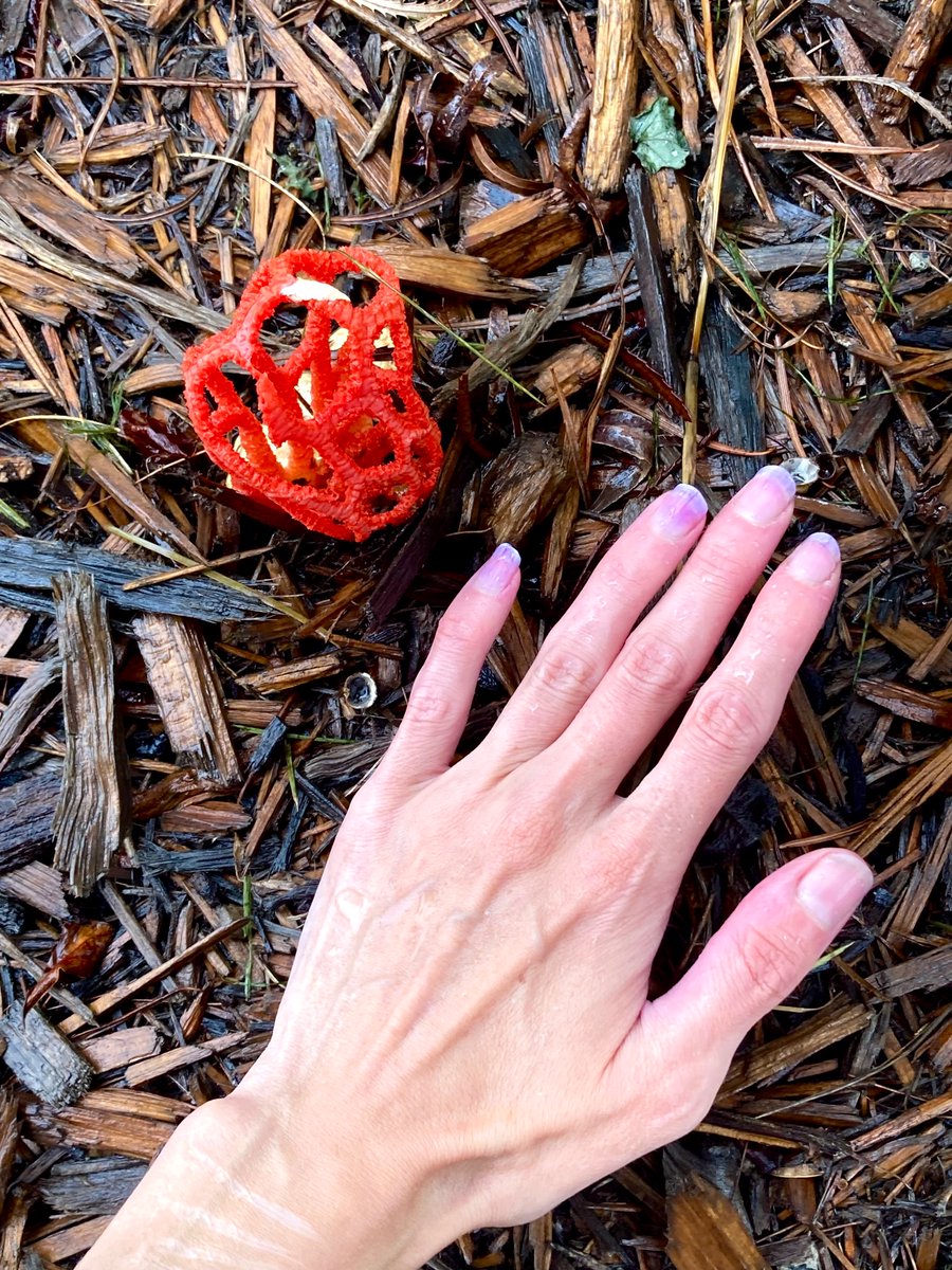 Another gorgeous Red Cage (aka Coeur de Sorcière, Sorceror's Heart/Witch’s Heart) fungi out this morning. This one smelled very strong 😂🍄

#fungi #mycology #mushrooms #MushroomMonday