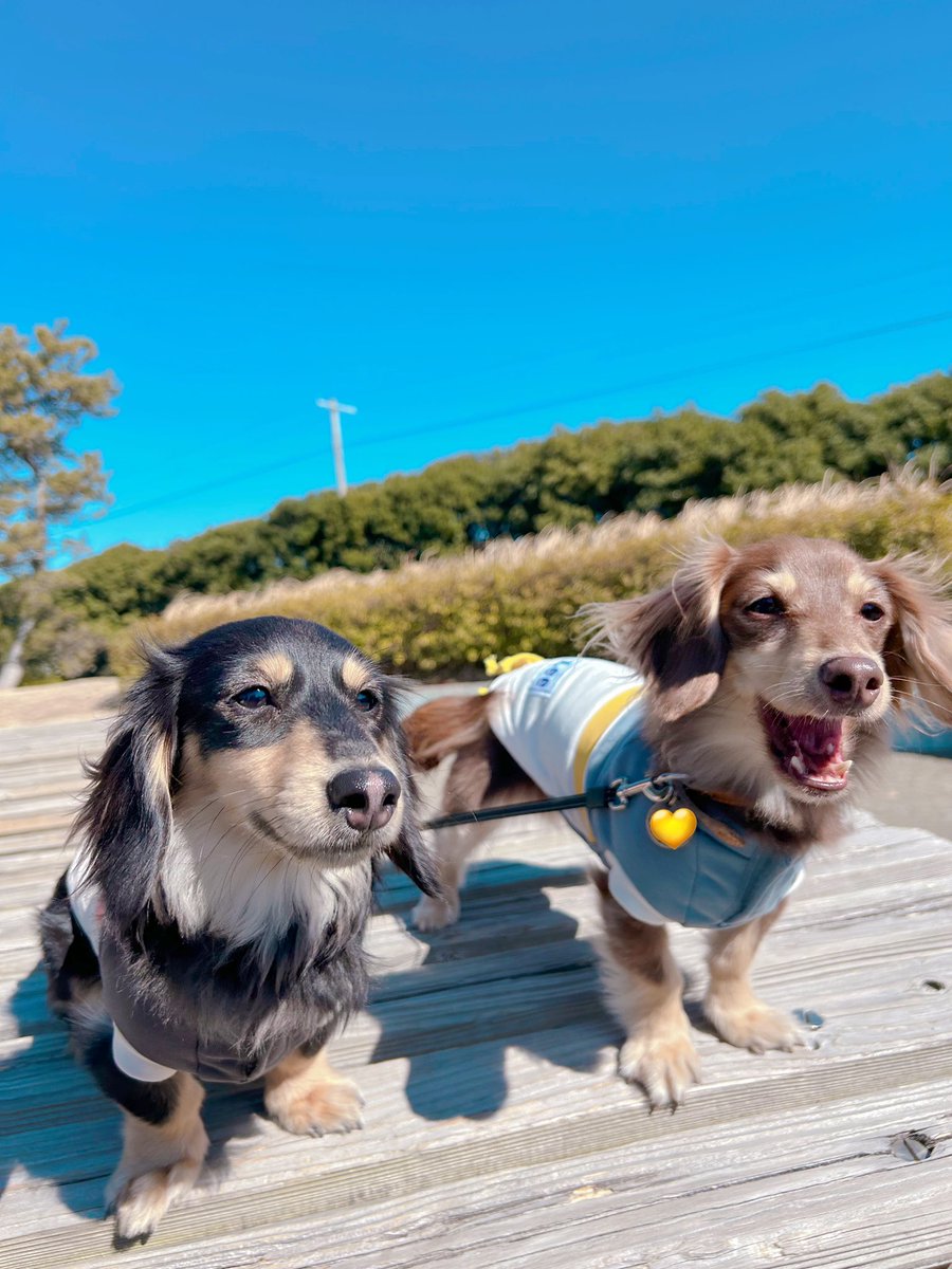 __hau517's tweet photo. おはよ~~~!!
笑顔の2人☺️☺️

#カニンヘン #ダックス 
#犬のいる日常 
 #Goodmorning https://t.co/AS403TCtaD