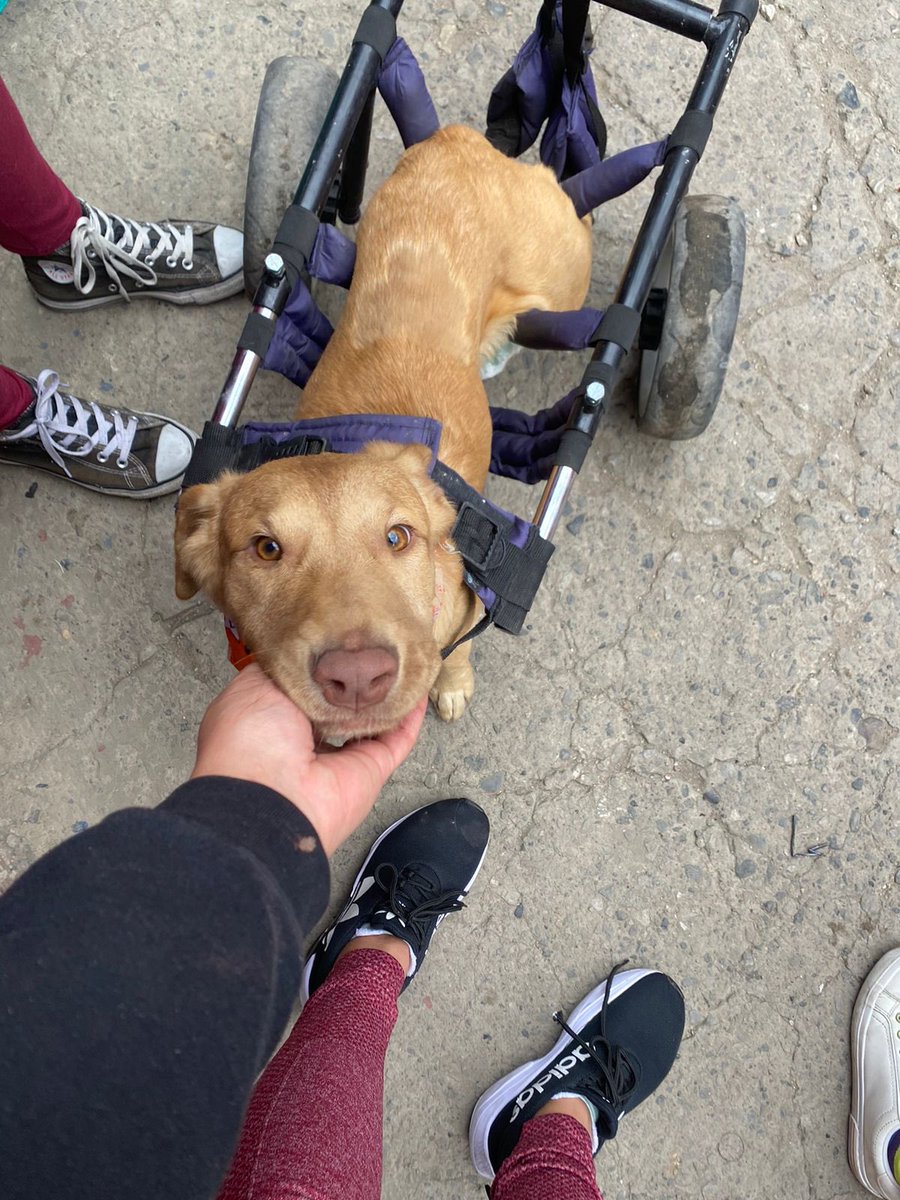 ArcaLuminosa tweet media