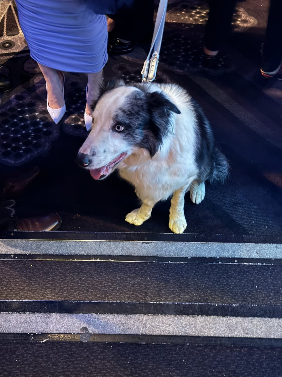The Oscar for Best Good Boy at the Nominees Luncheon goes to… MESSI! (a.k.a. Snoop from Anatomy of a Fall)