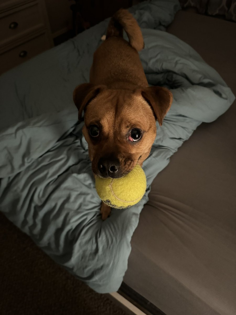 vromanam216's tweet photo. @VGKpup Frankie and his favorite tennis ball. https://t.co/GUKpo4E2mO