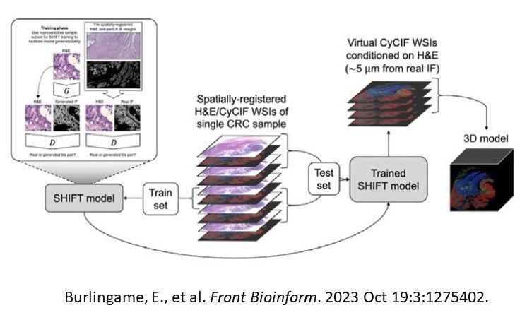 To address tumor heterogeneity in tissue samples, @JiaRenLin, @QBI_Lab_OHSU, et al. supported by @OHSUKnight #HTAN created a #DeepLearning model for 3D multiplex imaging reconstruction @FrontiersIn frontiersin.org/articles/10.33….
