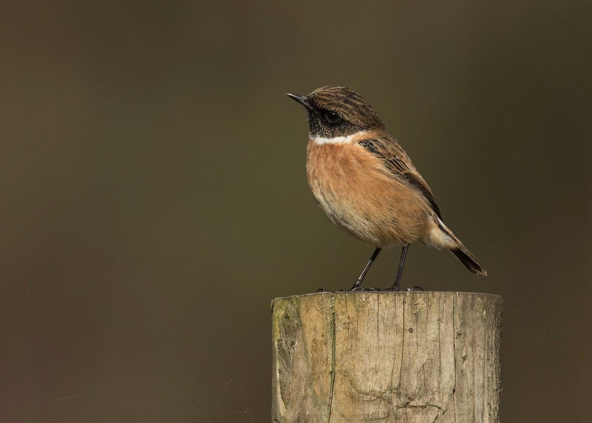 Singing Woodlark 🎶 & Stonechat 🐦 #BudbyCommon @NottsBirders Also Green Woody, Marsh Tit, TCreeper, Jay, Siskin. An hour near #Thoresby gave Red Kite x2 Grey Wag & 11 Waxwing 🐦 12 Feb 2024