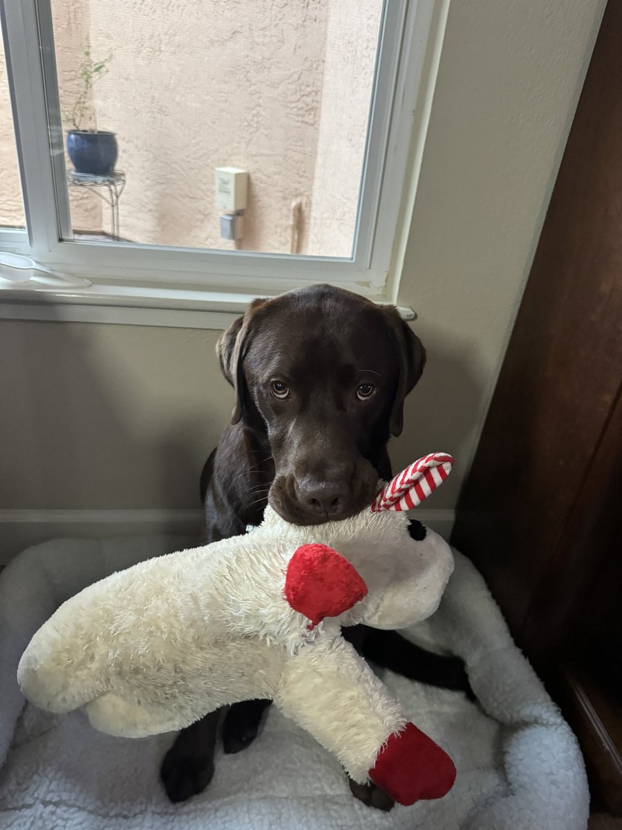 Mav_Lab's tweet photo. I am probably a little late, but I was wondering of you would like to be my valentine? 💘❤️ If you are already spoken for that is okay. My Lambee is a good backup. 🥰 https://t.co/wzmSIlTwTC