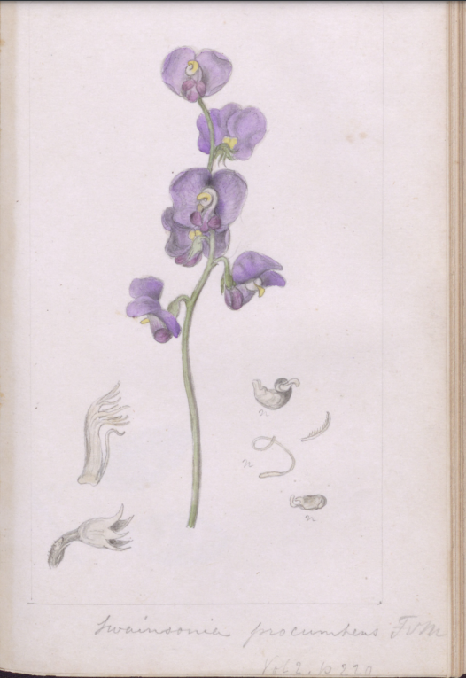 monashunilib's tweet photo. Welcome to a new and  exciting collaboration between Monash University Special Collections and the Biodiversity Heritage Library (BHL)! https://t.co/hDBJvS0WfB