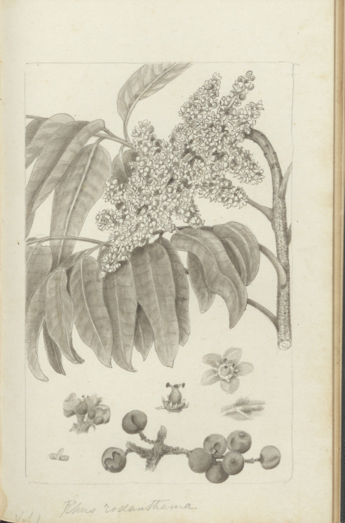 monashunilib's tweet photo. Welcome to a new and  exciting collaboration between Monash University Special Collections and the Biodiversity Heritage Library (BHL)! https://t.co/hDBJvS0WfB