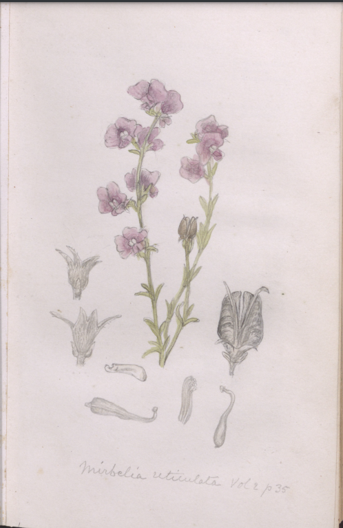 monashunilib's tweet photo. Monash is the first Australian University to partner with the BHL - the world’s largest open access repository for biodiversity literature. Among the first items Monash has shared with the BHL are its unique volumes of Flora Australiensis. https://t.co/H4fd7MVlMp