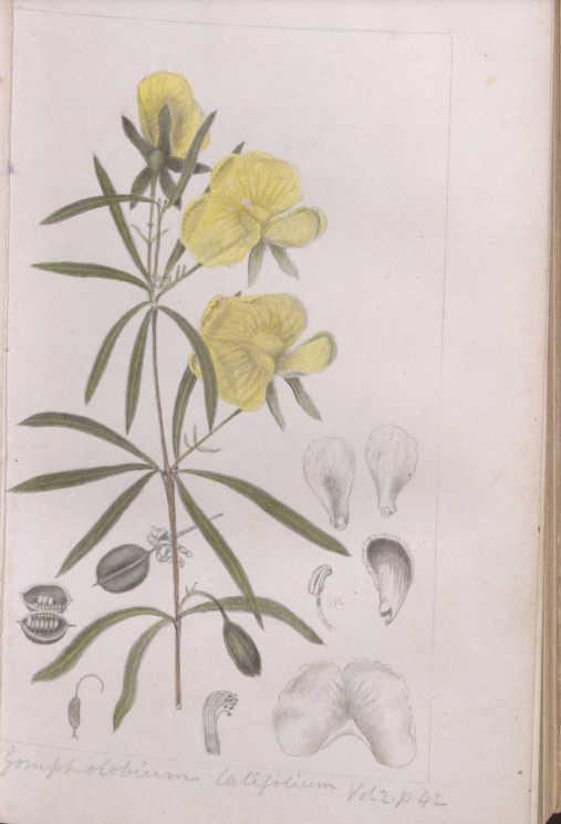 monashunilib's tweet photo. An early book about native Australian plants, Special Collections copy contains beautiful illustrations and notes not found in the original edition.

Congratulations to the teams from both Monash and the BHL on this wonderful new initiative!

#openaccess   #biodiversity https://t.co/WgbBDqA1ZK