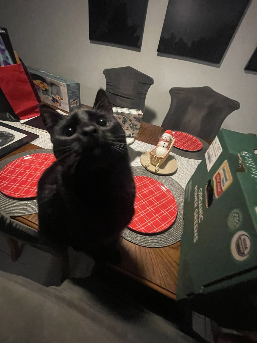 hannahpluscat's tweet image. hi twitter or whatever you are now here’s some photos I like