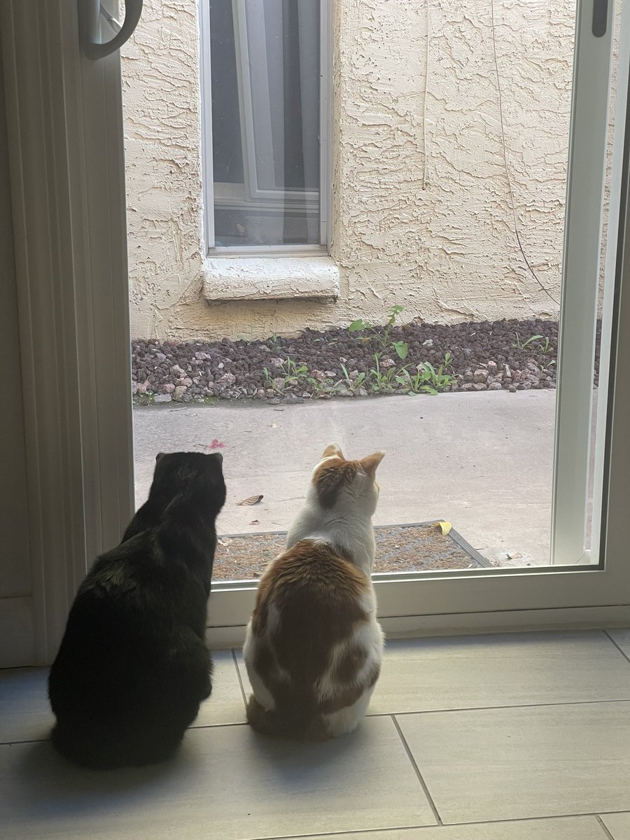 hannahpluscat's tweet image. hi twitter or whatever you are now here’s some photos I like