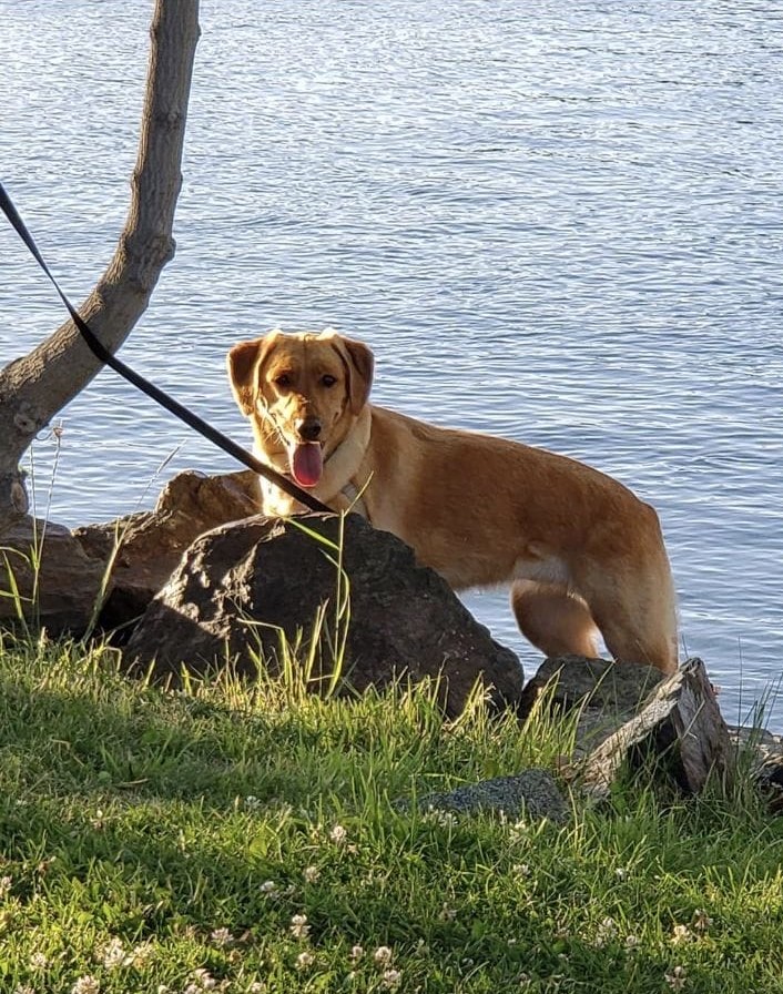 North Vancouver RCMP tweet media