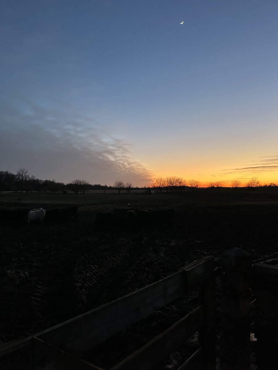 Yall can pretend, but God just paints em prettier in Indiana! #farmlyfe #cattle
