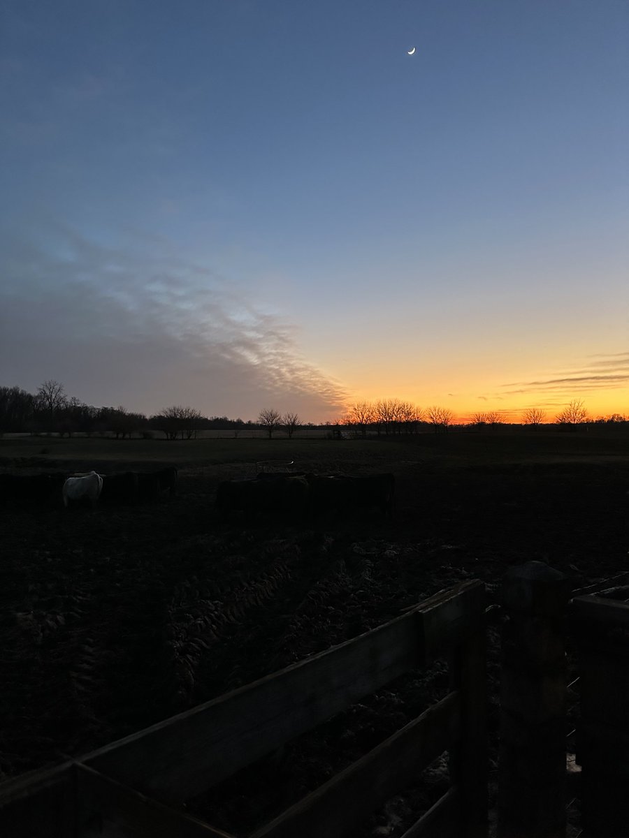 Bkitch1Bodie's tweet image. Yall can pretend, but God just paints em prettier in Indiana! #farmlyfe #cattle