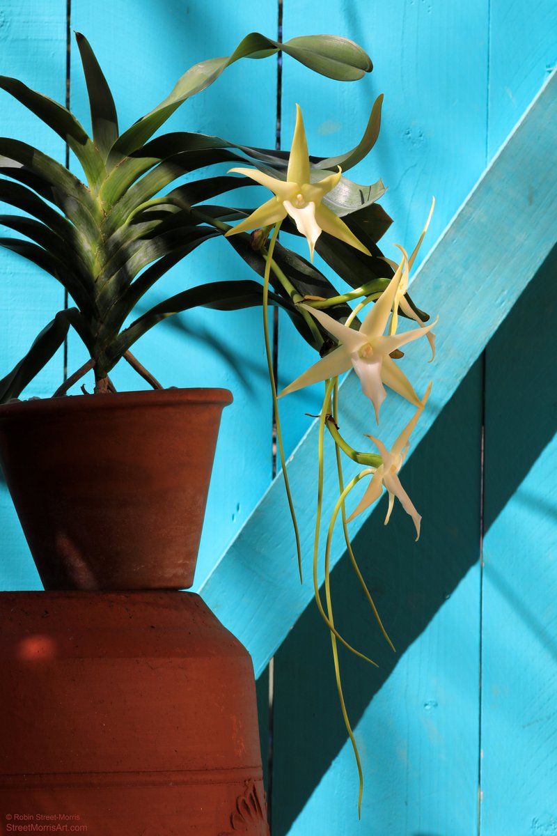 Angraecum sesquipedale ('Mount Zion' FCC/AOS x 'Star of Malagasy' FCC/AOS) is blooming for the third year in my care, its first time with four flowers. Like many angraecoids, it's wonderfully fragrant in the evening. 

#orchids #DarwinDay