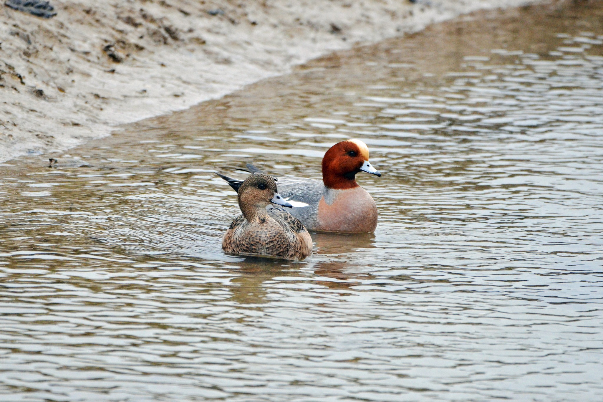 Cornwall Birds on X Some of the birds we saw in Ruan Lanihorne 1. Lapwings 2. Canada Goose 3. Wigeon 4. Mallard 5. Greenshank 6. Redshank 7. Common Sandpiper 8. Golden Plover