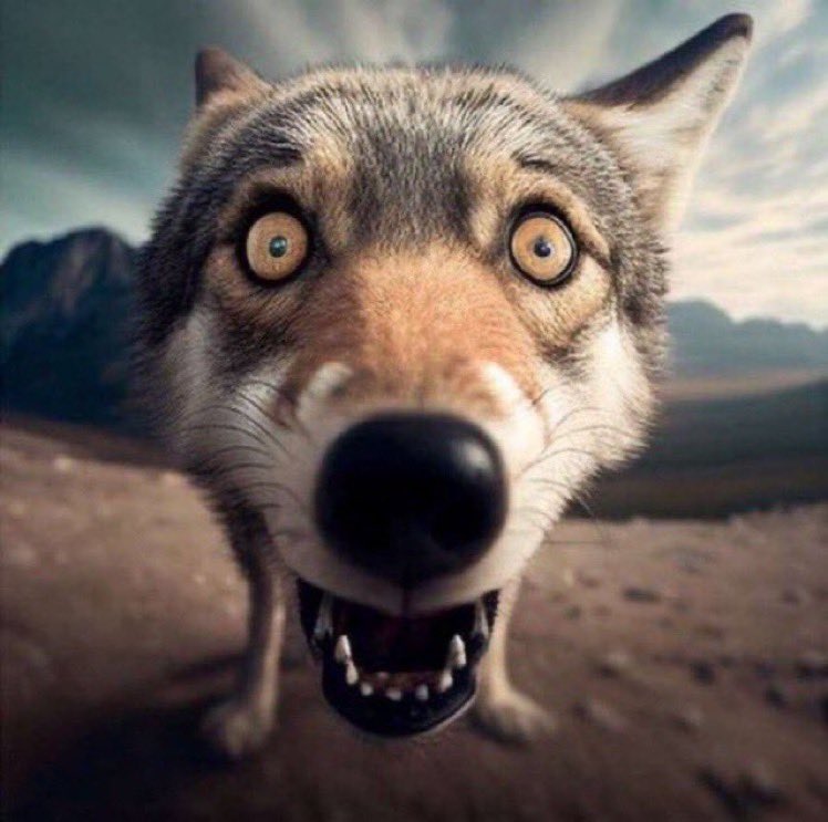 RomainToffa's tweet photo. Moi: wsh le loup chokbar de bz t’as vu ou pas @MathiasLhote a changé son bitmoji de golmon 
Le loup chokbar de bz: Nn jure il a pas fait ça ??!
Moi: si il lui a mit des sandales le fou malade sucré au sucre
Le loup chokbar de bz complètement chokbar de voir des sandales: https://t.co/ozA46IbYHN