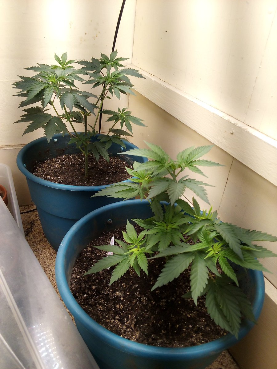 dwin666's tweet photo. Girl scout cookies by @breeder_j @irvineseedco gonna trim and move to the flower room. Need to make room ππ #CannabisCommunity #seedtester #cannabisculture
#420community #growyourown https://t.co/Jak4AhE5Bs