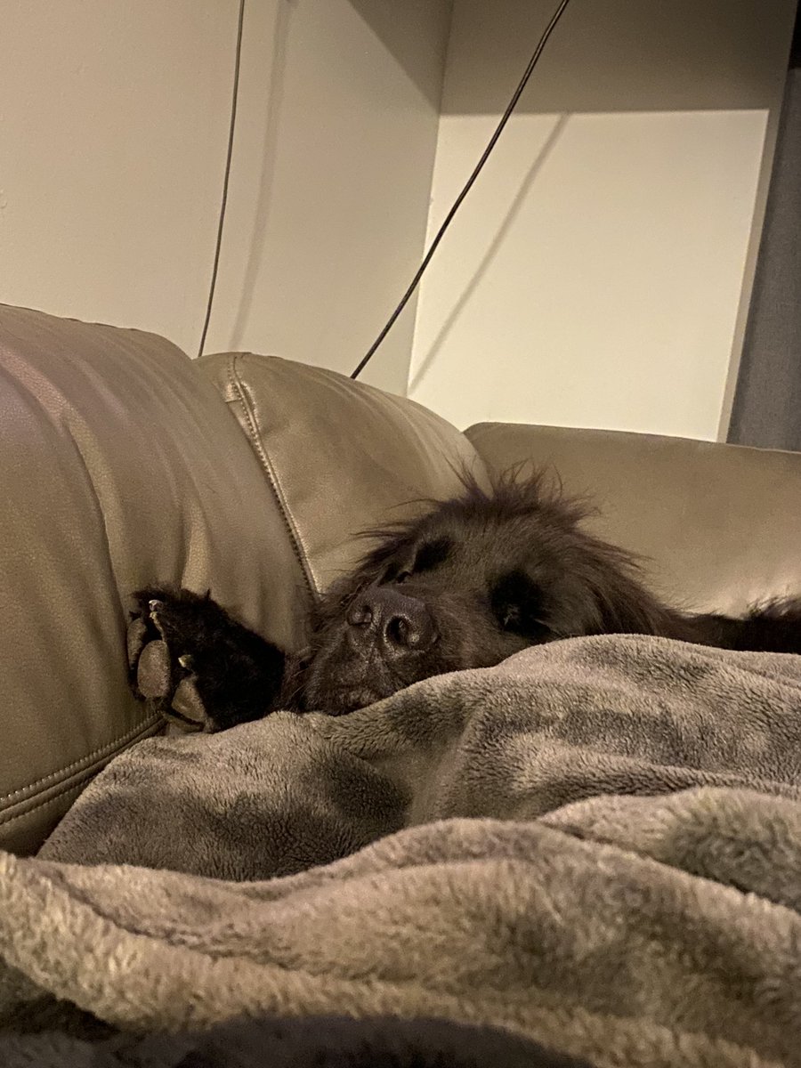 CornickJcornick's tweet photo. Someone is sleepy…#newflife https://t.co/OhzaVx5waf