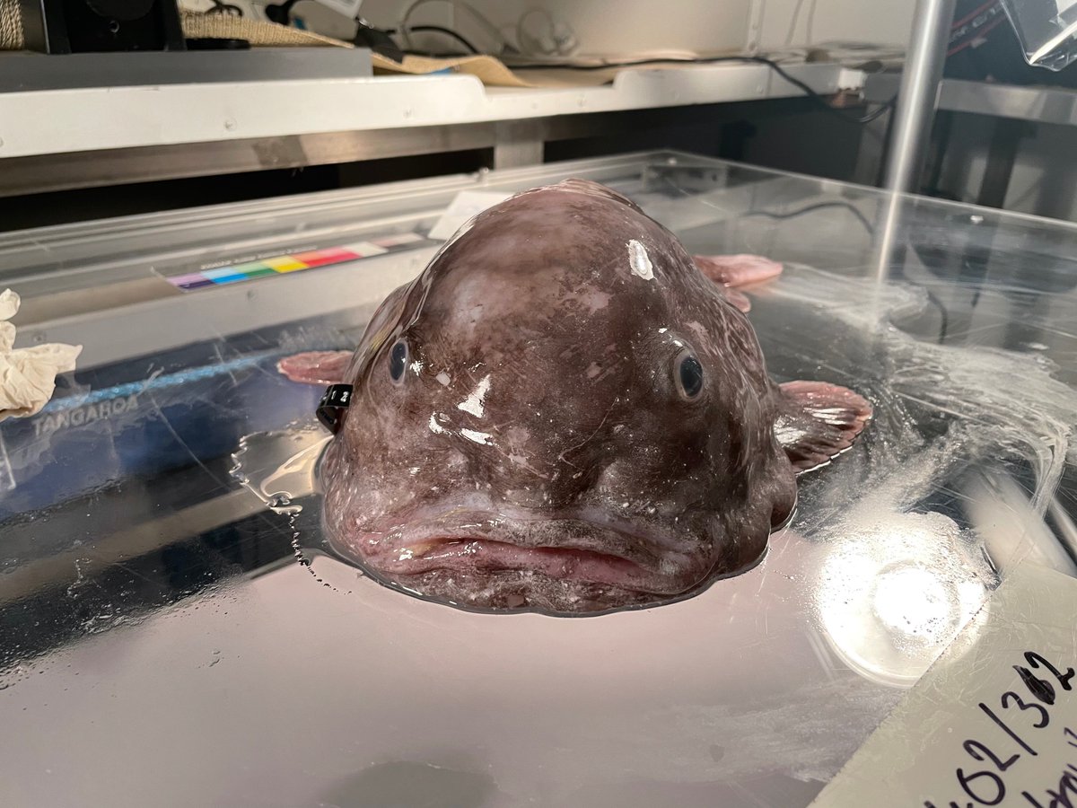 SymbioticUandMe's tweet photo. Today was a deep-sea biologist’s dream come true.  I got to meet my hero- the gorgeous #blobfish here on our @oceancensus  expedition in the Bounty Trough #NewZealand where we are collaborating with @niwa_nz  and @Te_Papa  exploring the depths for new species https://t.co/994s4Ii5OW