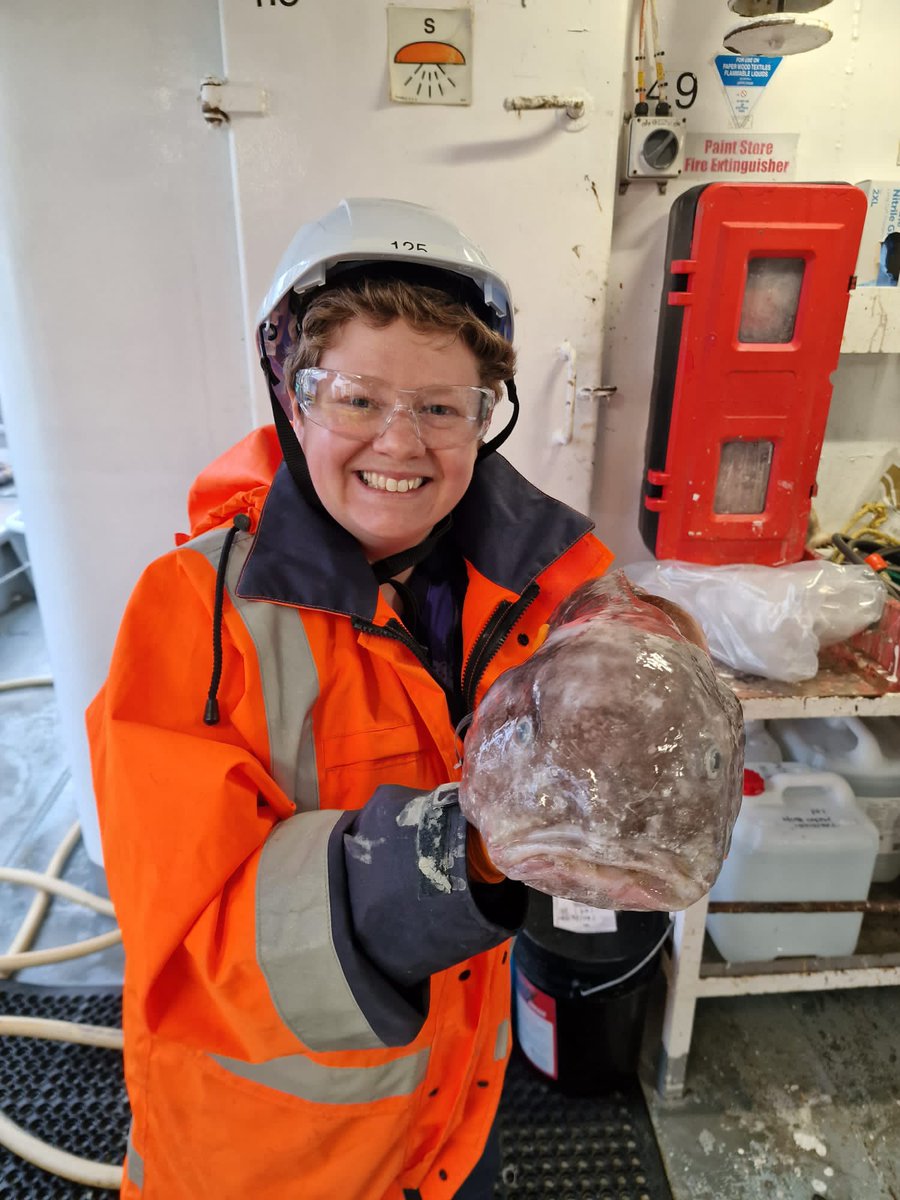 SymbioticUandMe's tweet photo. Today was a deep-sea biologist’s dream come true.  I got to meet my hero- the gorgeous #blobfish here on our @oceancensus  expedition in the Bounty Trough #NewZealand where we are collaborating with @niwa_nz  and @Te_Papa  exploring the depths for new species https://t.co/994s4Ii5OW