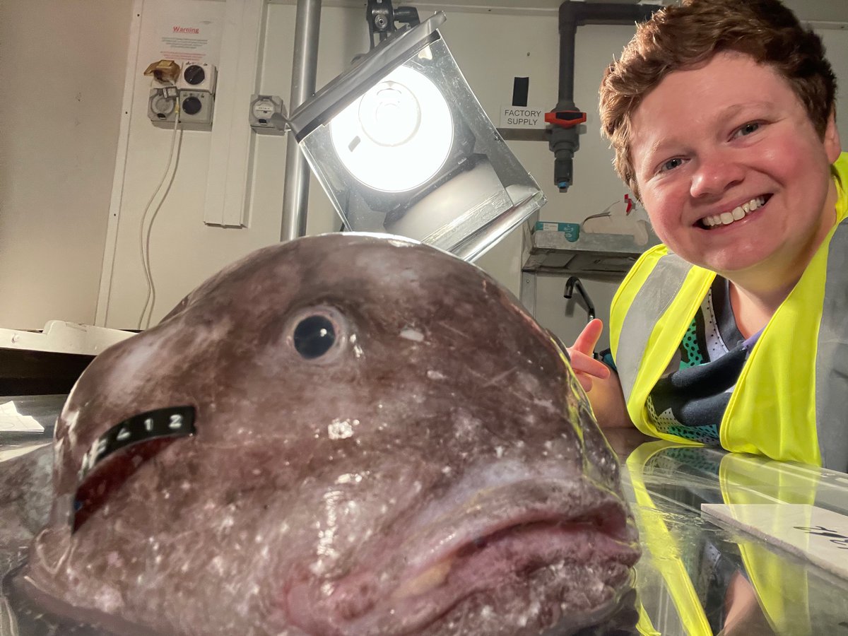 SymbioticUandMe's tweet photo. Today was a deep-sea biologist’s dream come true.  I got to meet my hero- the gorgeous #blobfish here on our @oceancensus  expedition in the Bounty Trough #NewZealand where we are collaborating with @niwa_nz  and @Te_Papa  exploring the depths for new species https://t.co/994s4Ii5OW