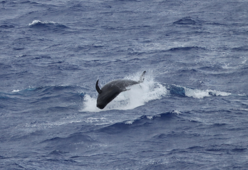Did you know that short-finned pilot whales are known as the “cheetahs of the deep sea” for their deep, high-speed dives to chase and capture large squid? #WhaleWeek Learn more about these quick moving whales: fisheries.noaa.gov/species/short-…