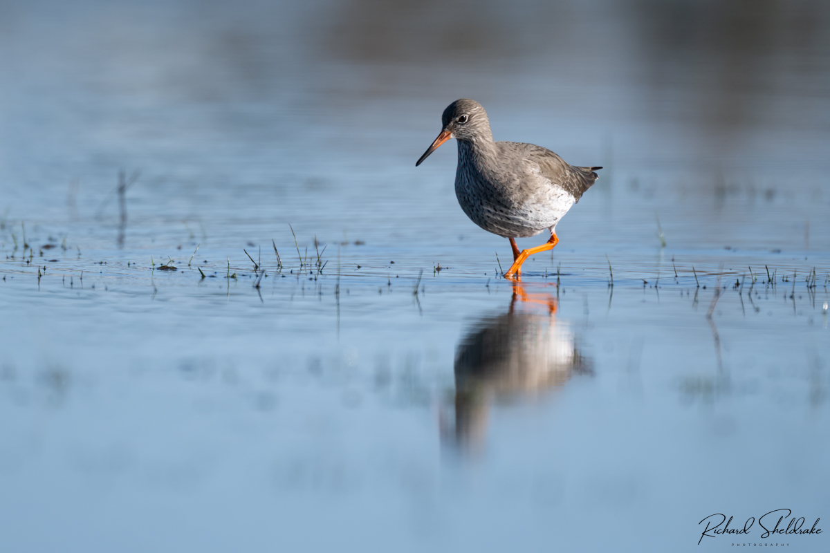 Redshank, carefully stepping forward Very high tide on Stanpit Marsh, Christchurch #sharemondays2024 #appicoftheweek #wexmondays #fsprintmonday #dorset #redshank