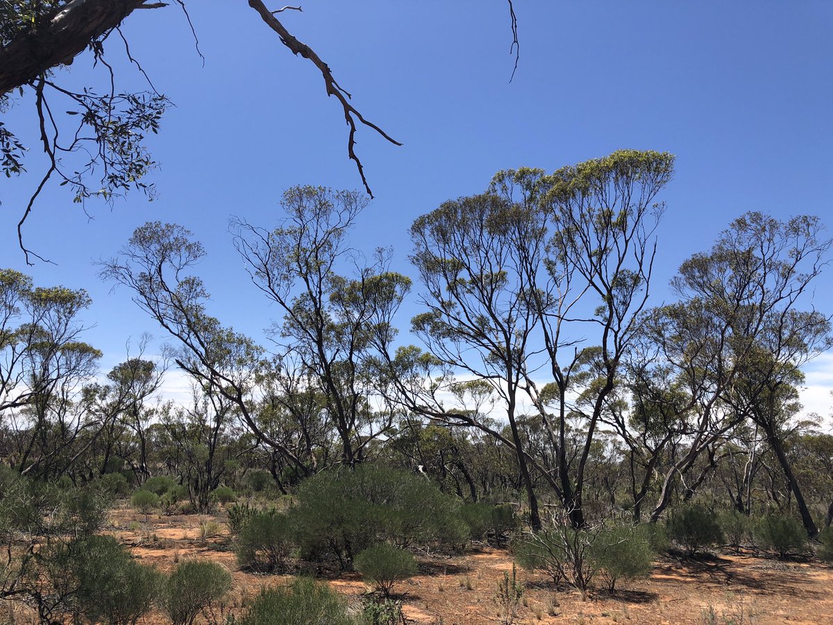 Anna Frances Probert tweet media