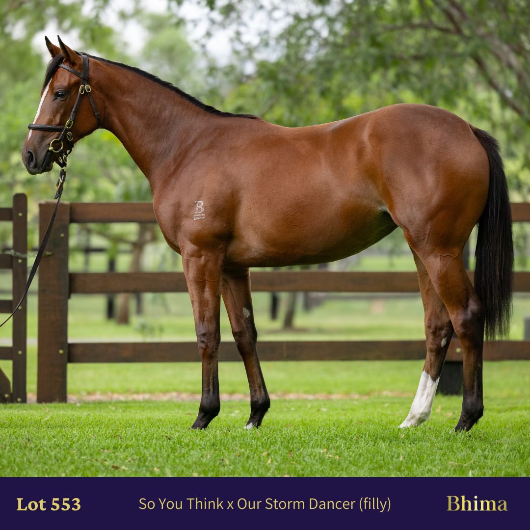 🟣 Our first yearling on Day 3 @inglis_sales Classic, Lot 553, an eye-catching So You Think filly out of Our Storm Dancer, sells to @AvenueBstock. She boasts quality, class and a talented page. We look forward to seeing her career unfold. Congrats!