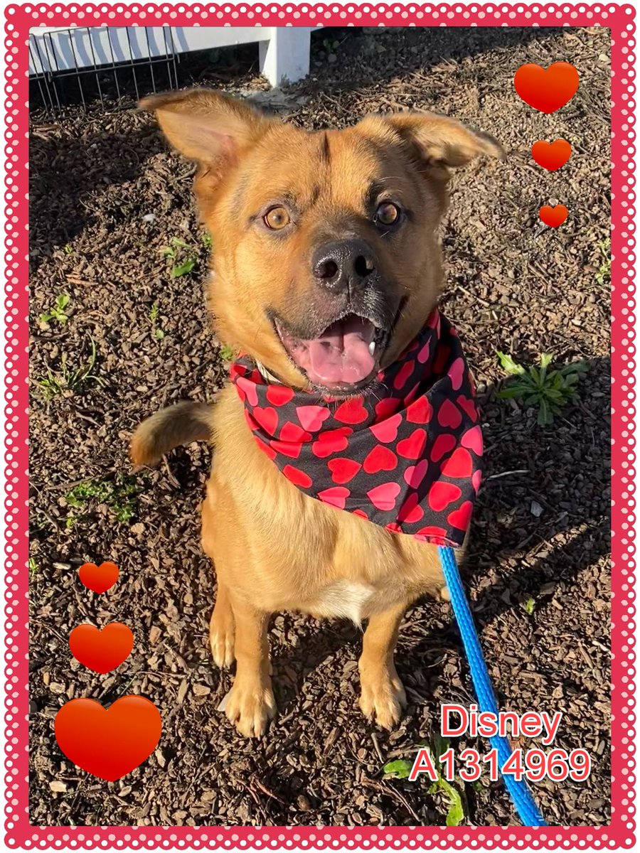 AdoptAPetSJ's tweet photo. It's #ValentinesDay on Wednesday. Skip the #Romance  and go straight for the commitment: #Adoptadog

#NoSituationshipHere #Soulmates #LoveAtFirstWalk

Search our #adoptabledogs here: https://t.co/aDYg9Jlvfx https://t.co/EhPf1CejD0