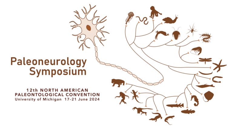 Pull your brain(s) together and submit to the Paleoneurology Symposium! Deadline is fastly approaching!
#NAPC2024 @Napc2024