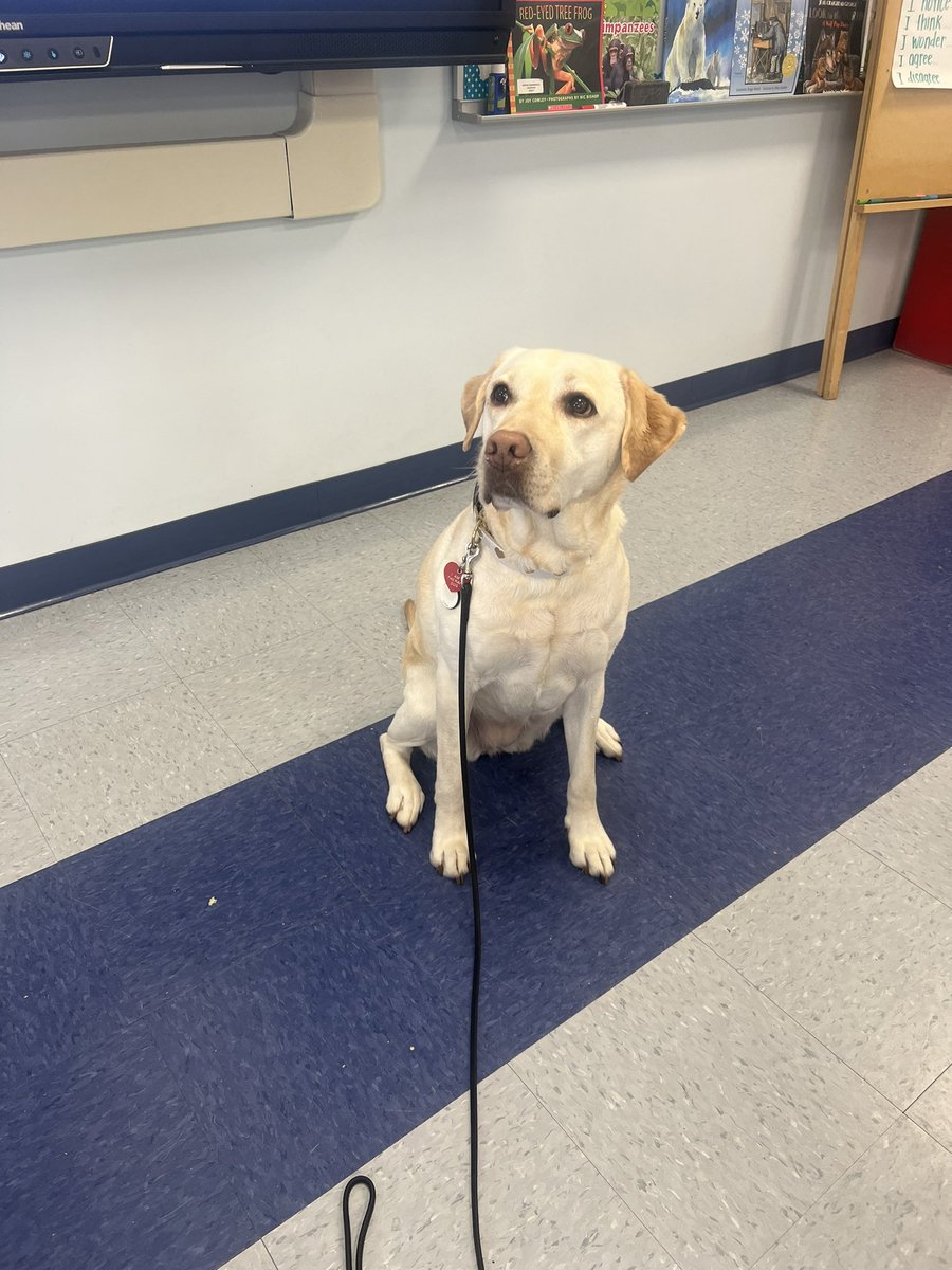 Jam the emotional support dog visited our room today 🥰