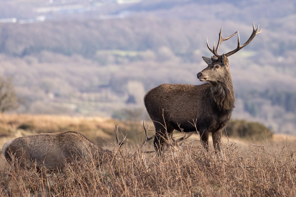 Customdiver's tweet image. Nice watching my local Stag party in the winter sunshine today.