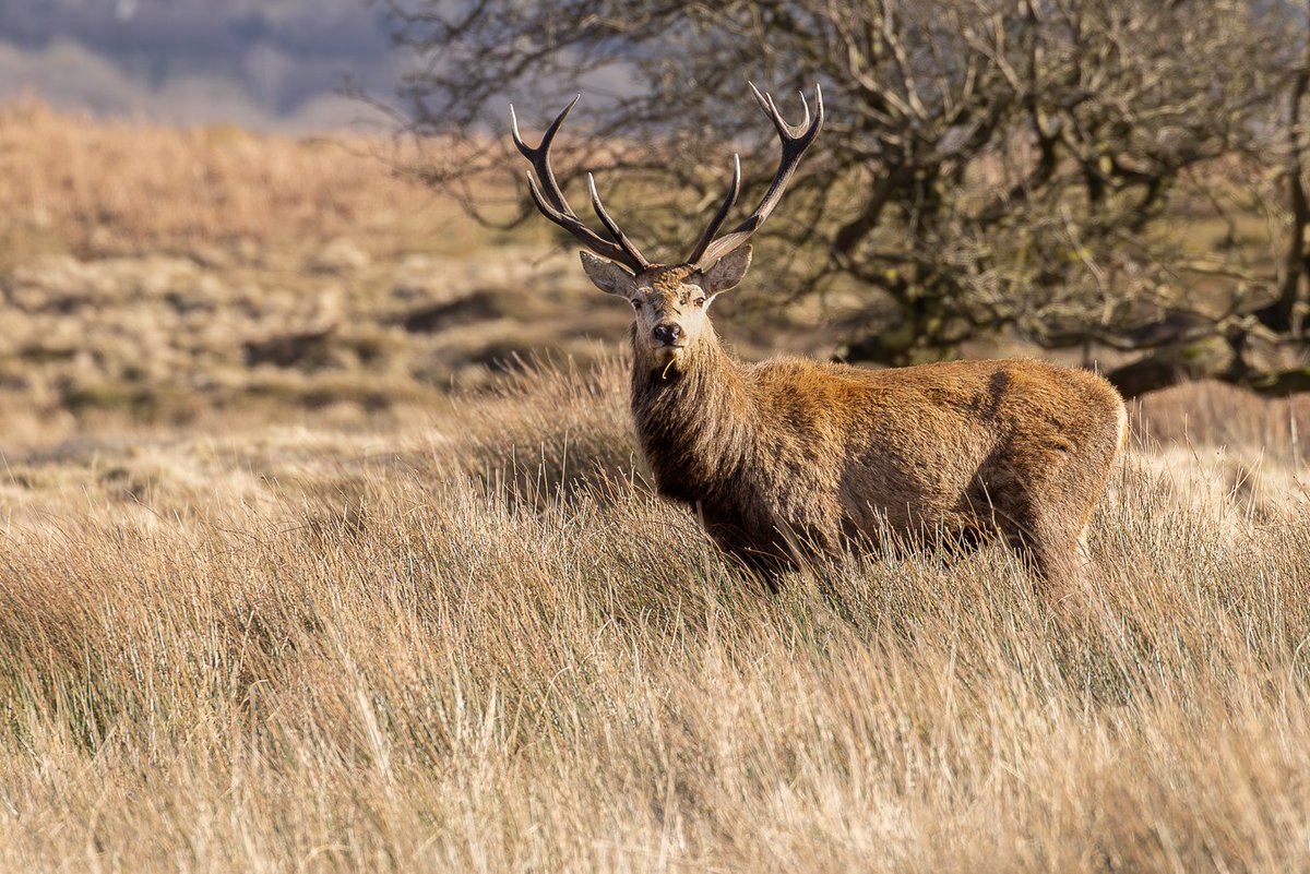 Customdiver's tweet image. Nice watching my local Stag party in the winter sunshine today.
