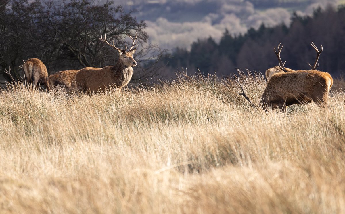 Customdiver's tweet image. Nice watching my local Stag party in the winter sunshine today.