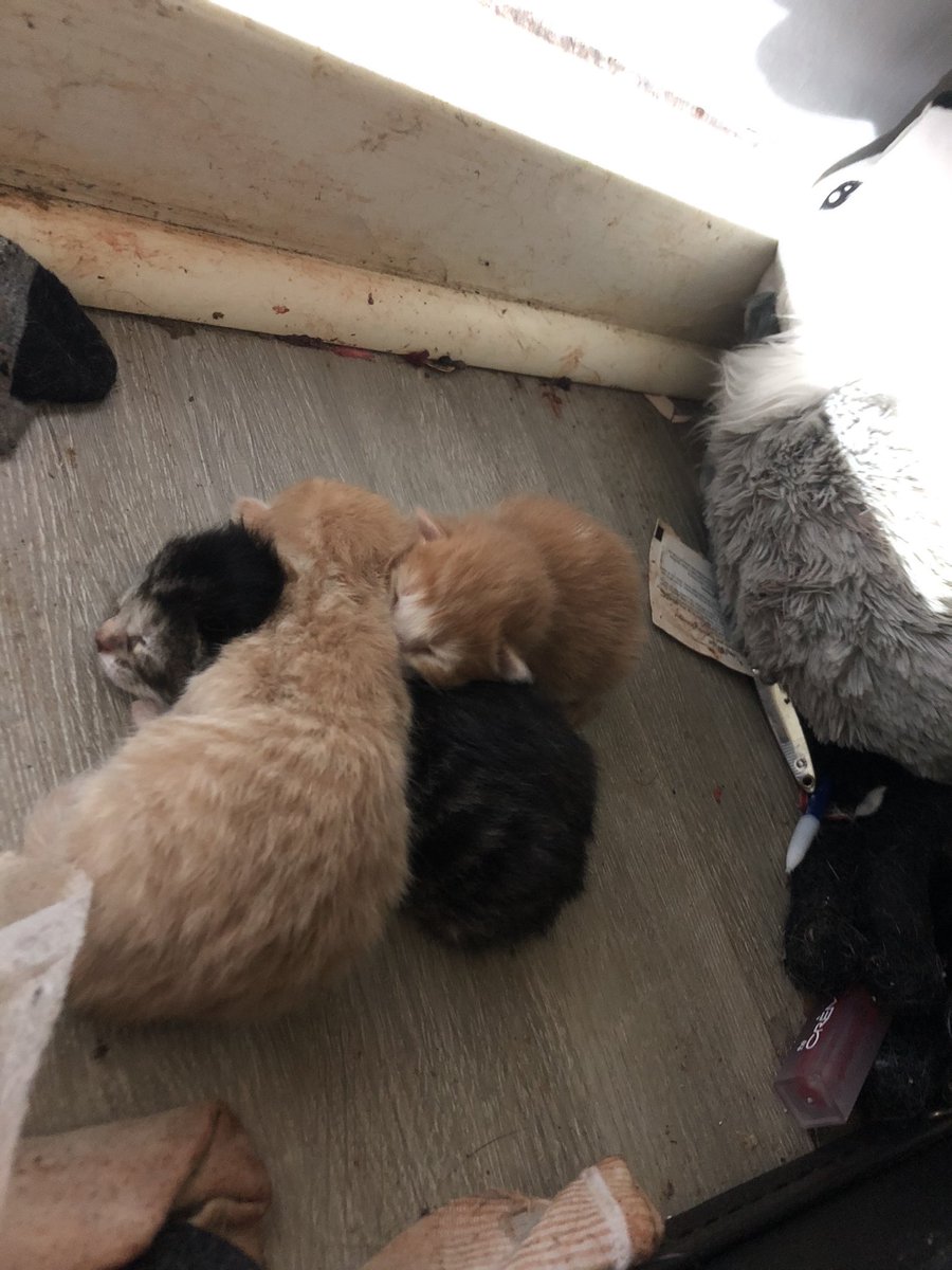 LordInExile's tweet image. Just born today.