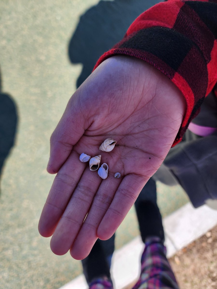 Lacy Alvarado π₯ (@alvarado_5th) on Twitter photo When your student comes up to you at recess and says "look what I found... recess nature treasures" β€οΈβ€οΈβ€οΈ <a href="/CISDSpechtElem/">Specht Elementary</a> <a href="/WoodsComal/">Katie Woods</a> #funin5th #ilovemykiddos #sciencerocks When your student comes up to you at recess and says "look what I found... recess nature treasures" β€οΈβ€οΈβ€οΈ <a href="/CISDSpechtElem/">Specht Elementary</a> <a href="/WoodsComal/">Katie Woods</a> #funin5th #ilovemykiddos #sciencerocks
