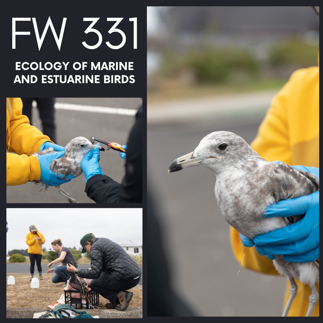 If you think the Oregon coast has some amazing seabirds, this summer class is for you: FW 331, Ecology of Marine and Estuarine Birds! Learn about Oregon's marine bird species and participate in experiential opportunities like the capture and banding of western gulls!