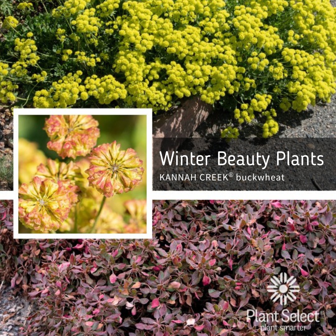 Looking for some winter interest in your garden? KANNAH CREEK® buckwheat is one of our go-to plants! 

l8r.it/AXRZ

Plant Select®⁠
l8r.it/PhAZ⁠
⁠
#plantselect #buckwheat #eriogonum #winterplants #winterinterest #wintergarden #winterbeauty #gardening